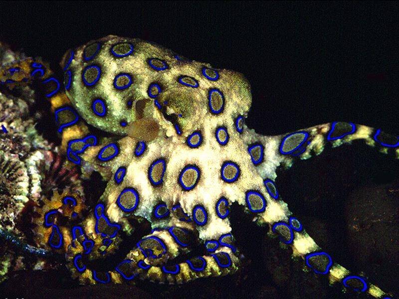 A man has been treated for a suspected blue ring octopus sting while holidaying in Queensland.