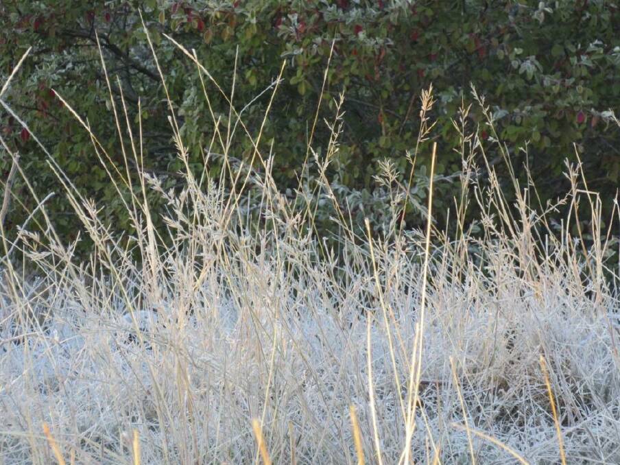 Melbourne woke to frost today, the coldest July morning in 18 years. Photo: Rosanne Hood
