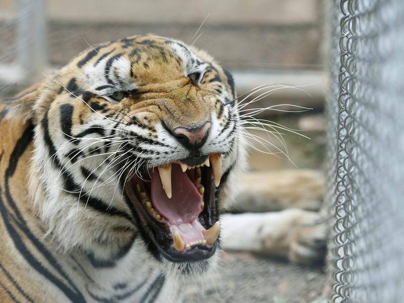 Many tigers taken from a Thai temple have died because inbreeding weakened their immune systems.