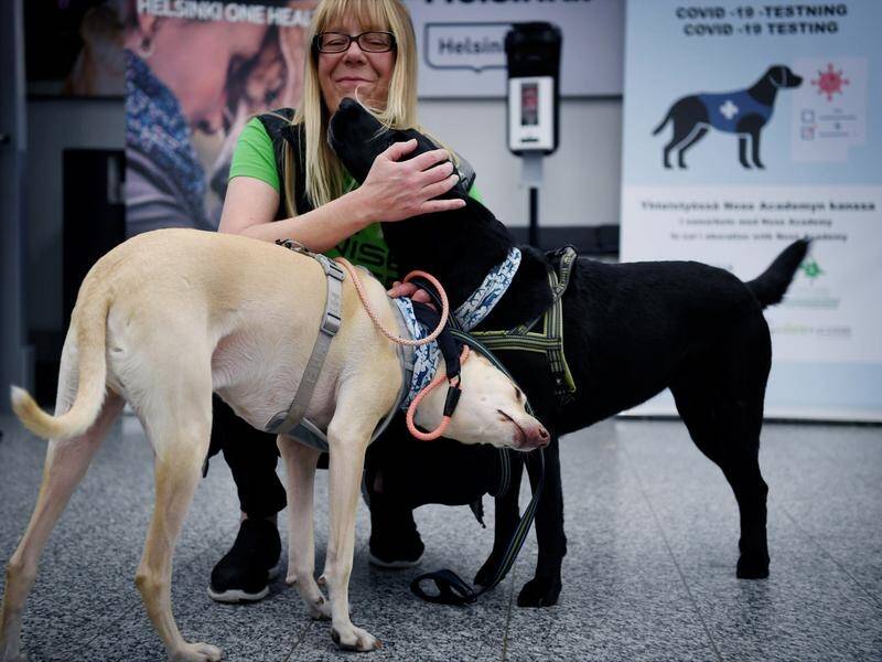 Four dogs have been trained to detect the COVID-19 virus from passengers at Helsinki airport.