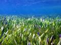 Seagrass beds are critical ecosystems but scientists warn they are under increasing pressure. (PR HANDOUT IMAGE PHOTO)