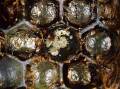 Biosecurity measures have been activated after a varroa mite was detected at a port in Queensland. (HANDOUT/DENIS ANDERSON)