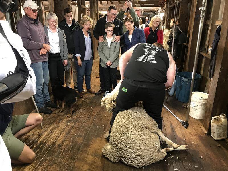 Victorian Premier Daniel Andrews and family watch a shearing demonstration at a farm in Maroona.