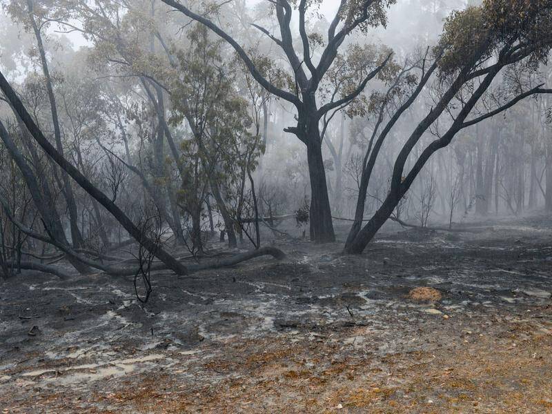 A 61-year-old man has faced an Adelaide court on 12 counts of intentionally causing a bushfire.