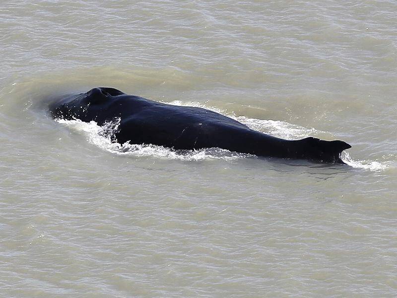 Scientists hope to get a whale back to the ocean after it ended up in a crocodile-infested NT river.