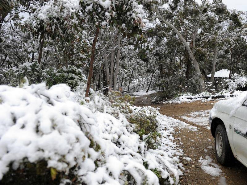 Snow is falling in Kosciuszko National Park in the NSW Snowy Mountains (Alan Porritt/AAP PHOTOS)