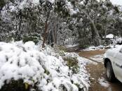 Snow is falling in Kosciuszko National Park in the NSW Snowy Mountains (Alan Porritt/AAP PHOTOS)