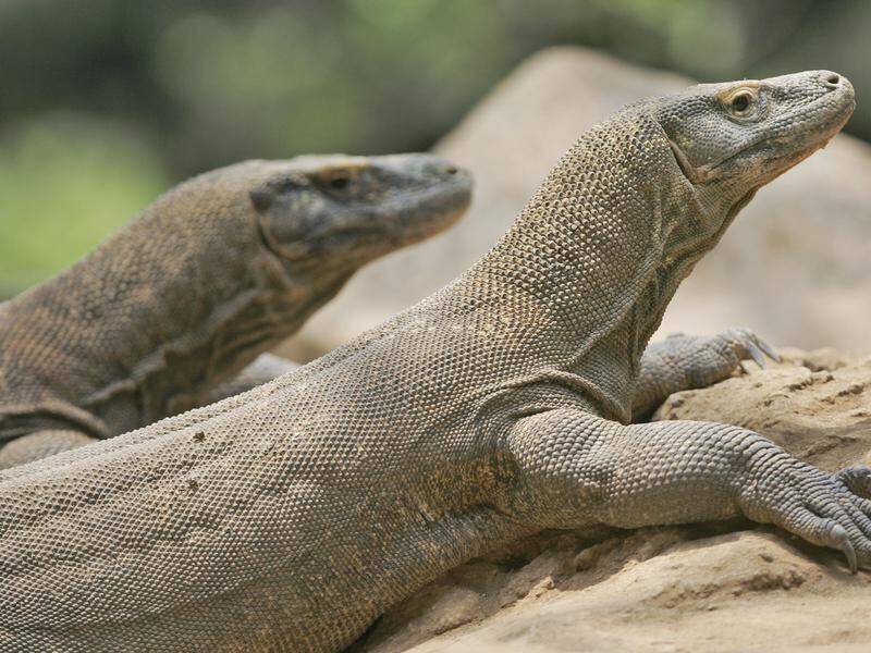 Climate changes poses a threat to Komodo dragons, a study has found.