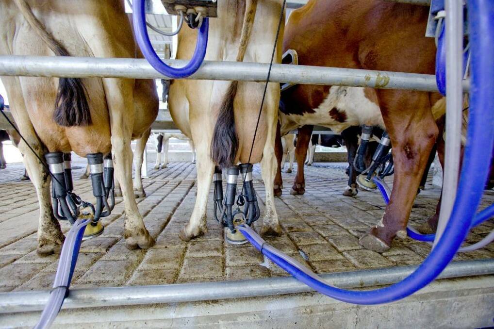 Huge savings: Australian dairy farmers are hoping for a free trade agreement with China. Photo: Glenn Hunt