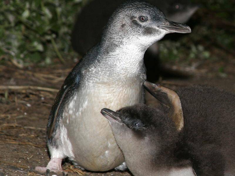 Young penguins have been struggling to cope with wild weather on the Victorian coast.