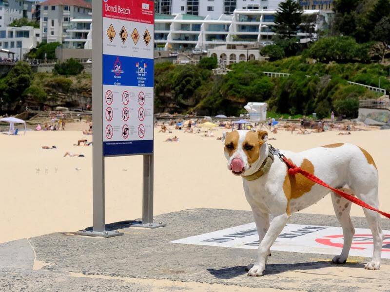 The over one million tonnes of pet poo generated annually cause serious issues for the environment. (Jeremy Ng/AAP PHOTOS)