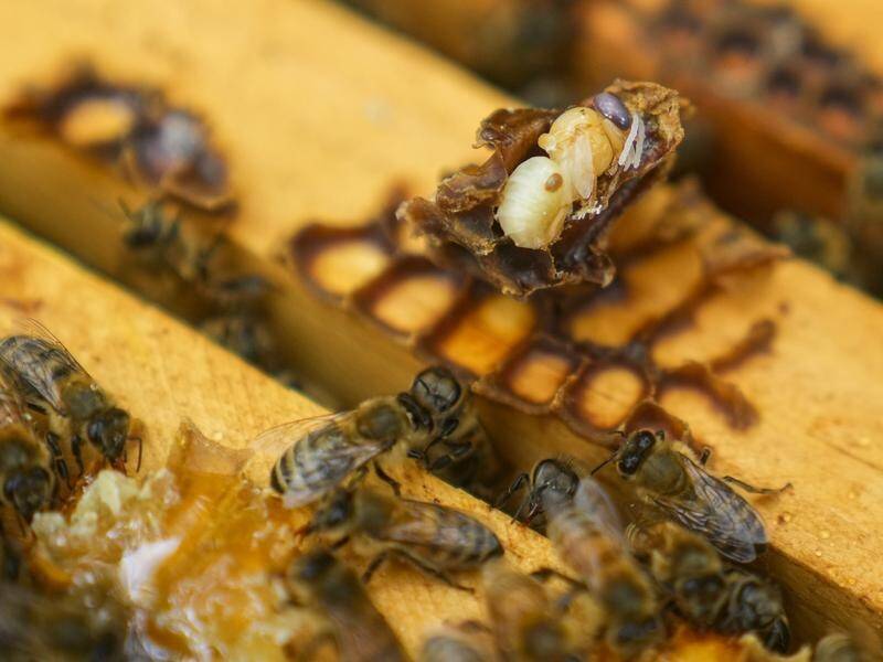 The parasitic varroa mite feeds on adult bees and attempts to eradicate it have so far failed. (AP PHOTO)