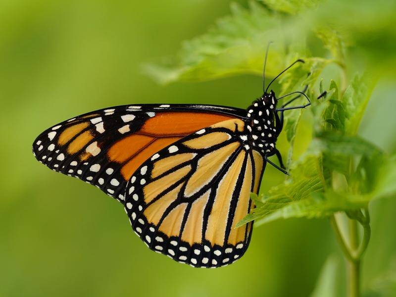 The monarch butterfly is one of 150,000 threatened species on an international red list. (AP PHOTO)