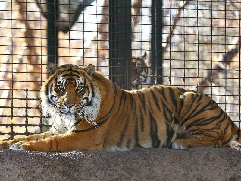 Sanjiv the Sumatran tiger attacked a keeper at the Topeka Zoo but there won't be any repercussions.