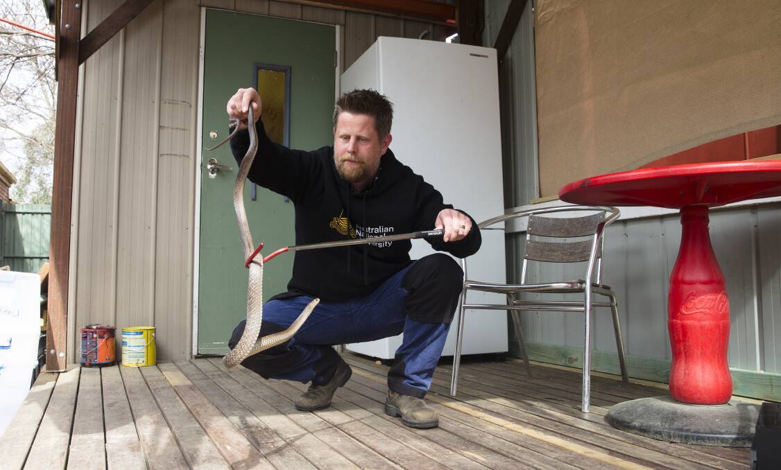 Dr Gavin Smith and a brown snake. Picture by Keegan Carroll