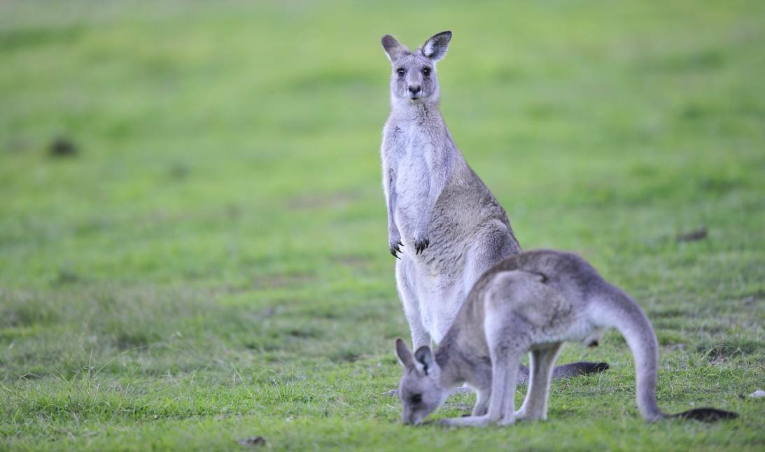 TARGET: The Shooters and Fishers Party is leading a call for an open season on kangaroos to cull population numbers. Photo: FAIRFAX MEDIA