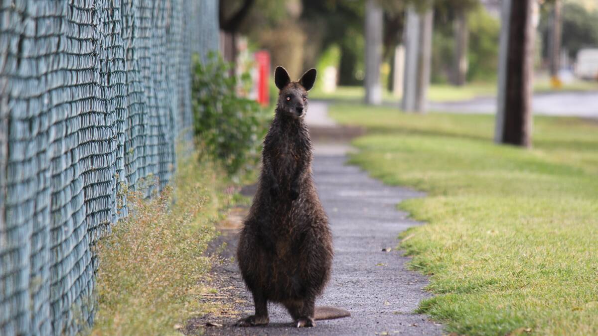 Wallaby dies after Port Fairy mauling
