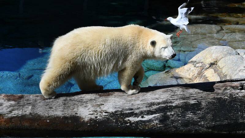 Mishka, meaning 'little bear' in Russian, was born one year ago at Sea World. Photo: AAP Image/Dave Hunt