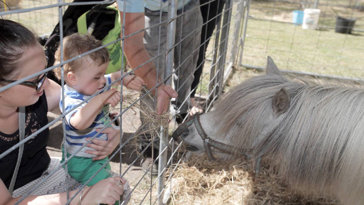 Robyn Sanderson, of Simpson, shows her nephew Benji Sanderson, 14 months from Scotts Creek, the miniature pony, at the Heytsbury Show.