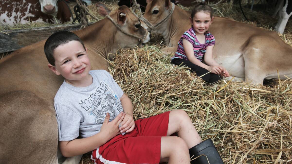 Lachie Joyce, 6, and Sophie Joyce, 5 both of Broadwater, relax with their Jersey cows 