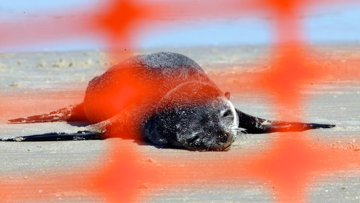Restrictive fencing has been set up at Portland’s foreshore to protect people and seals from each other.