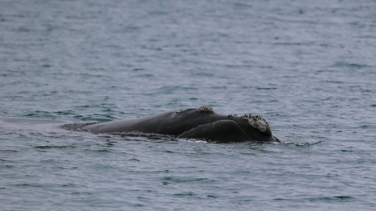 Having a whale of a time in Lady Bay | Video