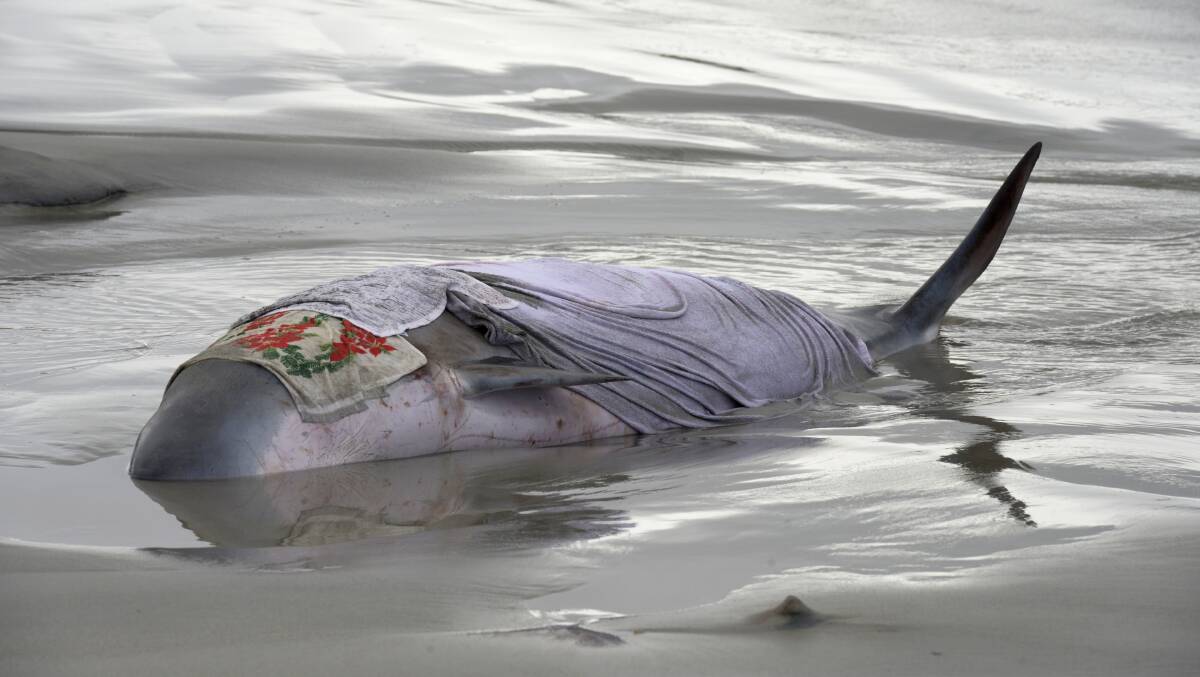 The badly-injured whale lays stranded at the Worm Bay beach yesterday morning. 