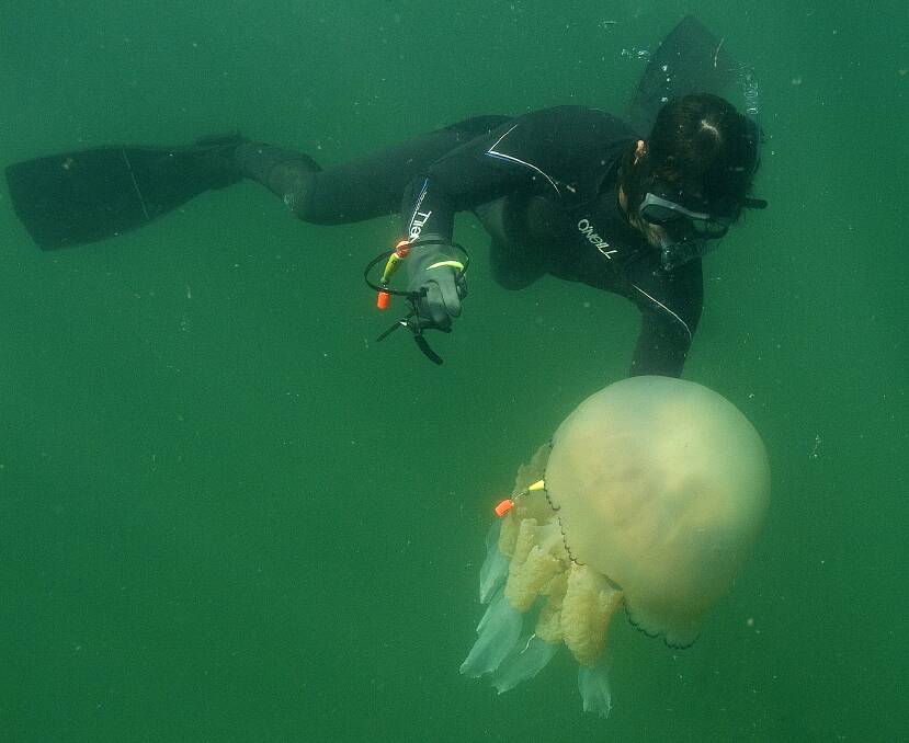 An international study of jellyfish, involving Deakin University marine scientists, has produced some remarkable findings.
 Picture: Gower Coast Adventures