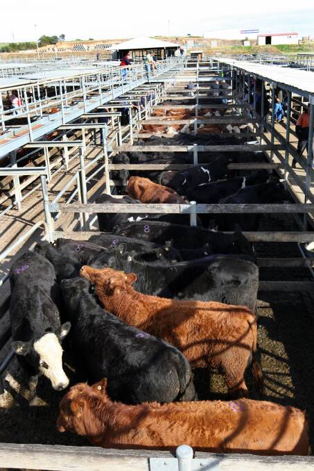 A drop in throughput has delayed planned improvement works to the Warrnambool livestock selling centre.
