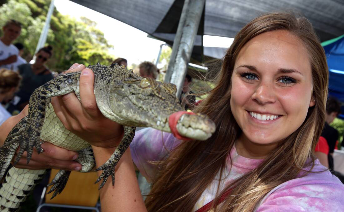 Third-year marine science student Katie Bergdale holds Grumpy, a well-muzzled two-year-old saltwater crocodile from West Vic Reptiles, during yesterday’s activities.