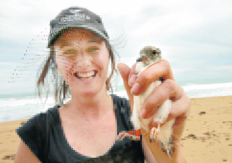 Grainne Maguire, of Birdlife Australia, holds a newly-tagged baby hooded plover at Logans Beach — one of many successful hatchings in the south-west. 
