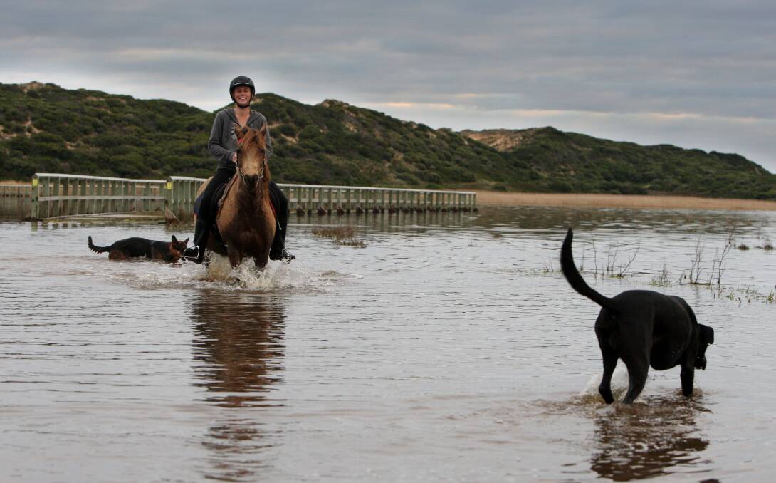Sarge and Chilli the dogs flank Teagan Lane from Rundell’s Mahogony Trail Rides as she guides Bucko across a flooded section of the rail trail at Kelly Swamp.
 140804LP50 Picture: LEANNE PICKETT