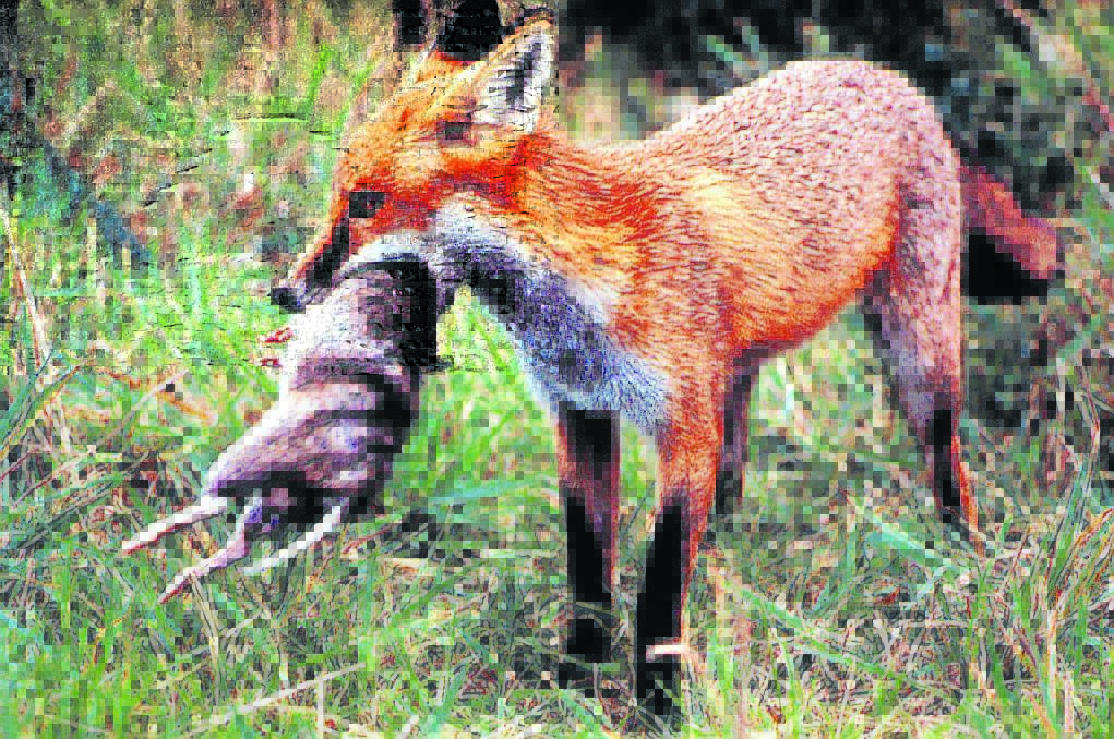FOX MAPPING: Foxes are estimated to cost the Australian economy $227.5 million annually. A new research project intends to map their distribution, across Australia.