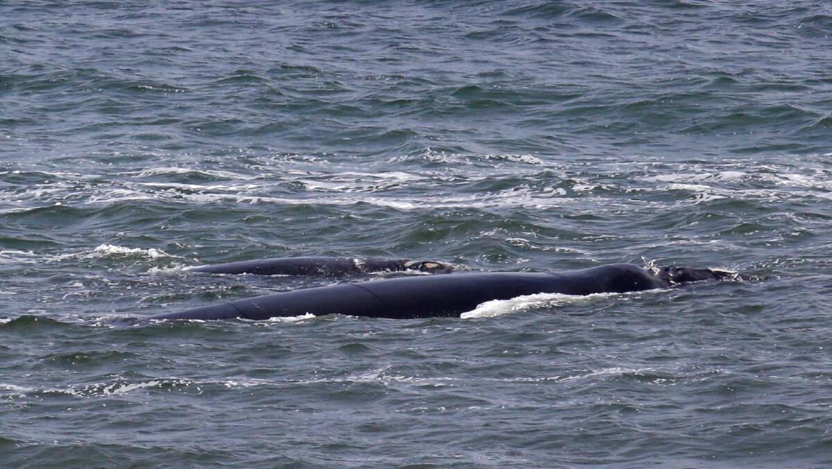 A Southern right whale with a calf at Logans Beach, the first seen this season. 140711AS70 Picture: AARON SAWALL