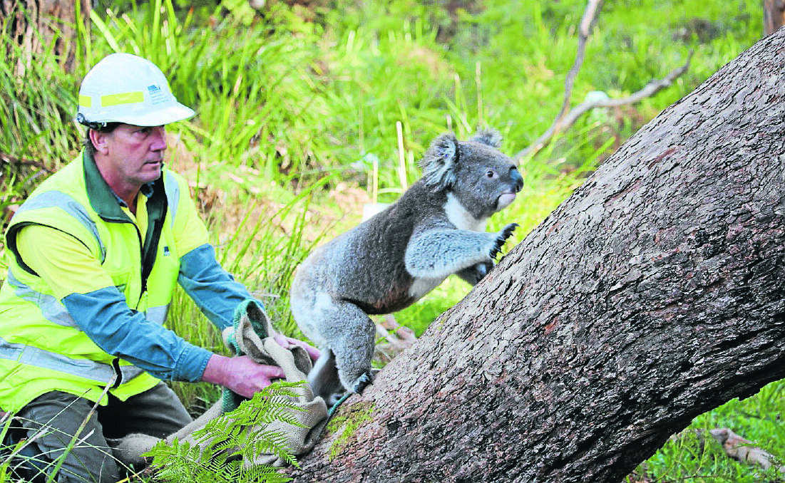 Geoff Fellenberg from the Department of Environment, Land, Water and Planning releases a koala at Cape Otway.  Picture: SUPPLIED