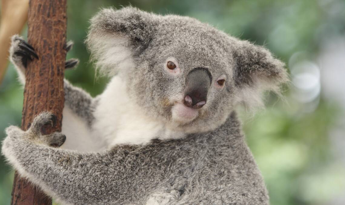 Australian Bluegum Plantations now employs about 15 koala spotters.
