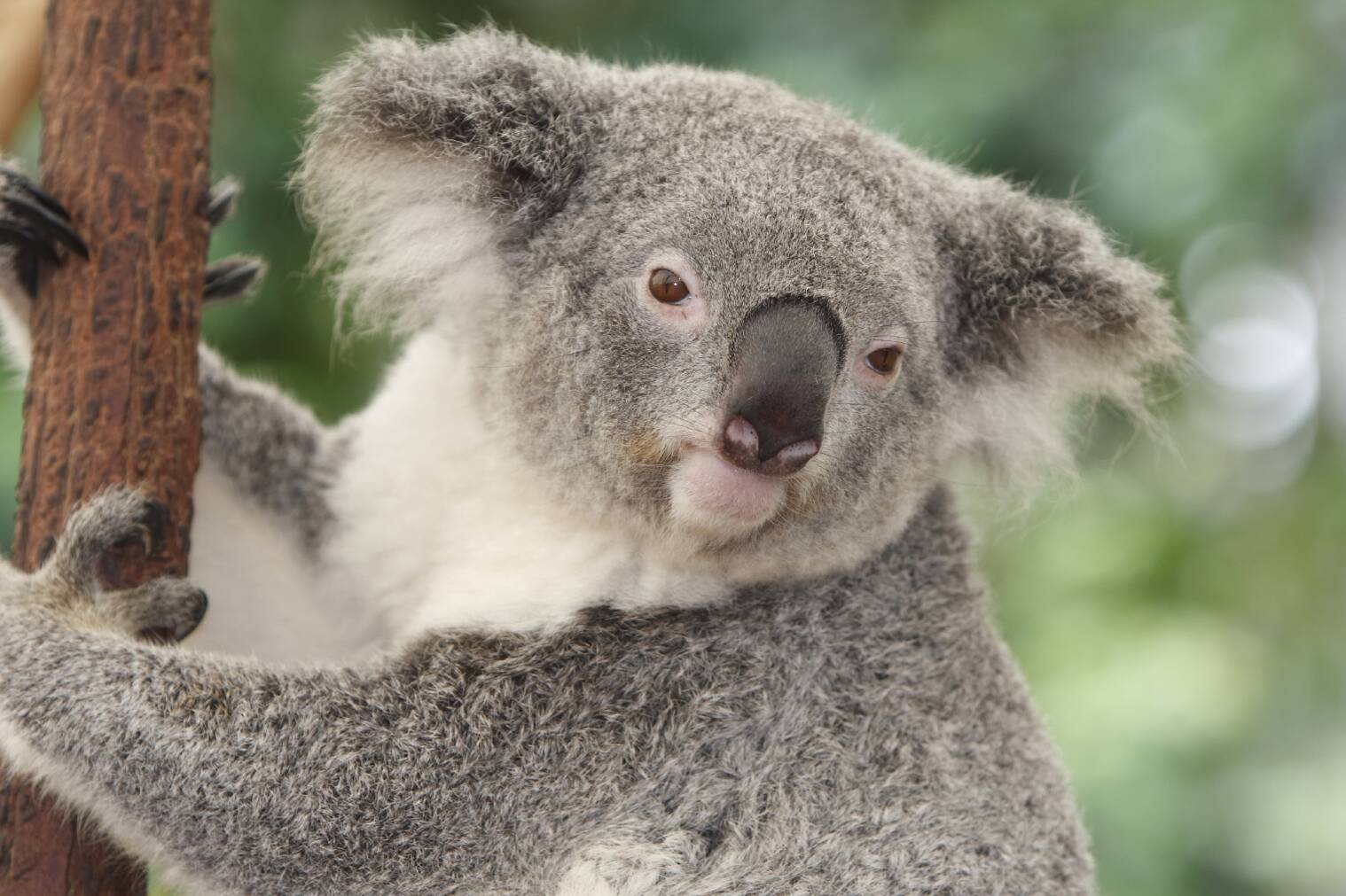 Год коалы. Квинслендский коала Koalemus. Зоопарк Сидней коалы. Коала Babbon. "Коала Арчибальд".