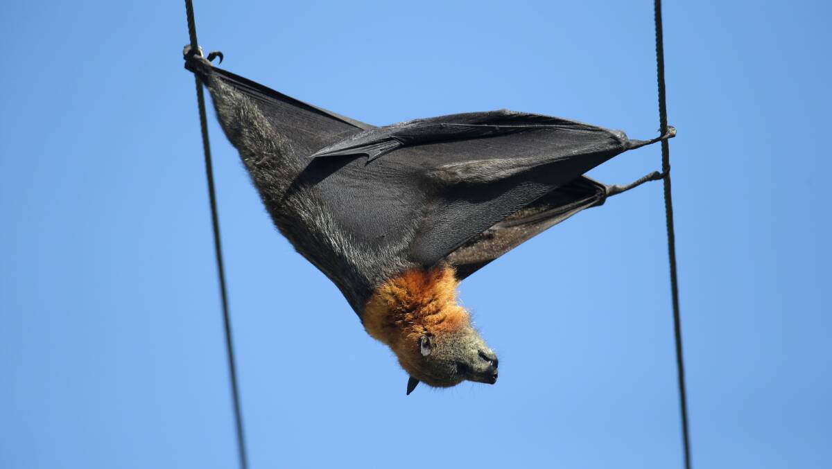 A flying fox was killed after touching two electricity wires in Hart Street Warrnambool. Picture: DAMIAN WHITE