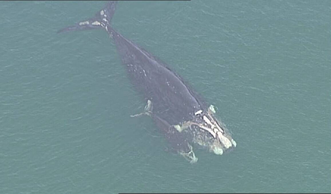 Stock image: A southern right whale mother and calf were spotted about 300 metres off shore in Portland Bay yesterday morning. 
