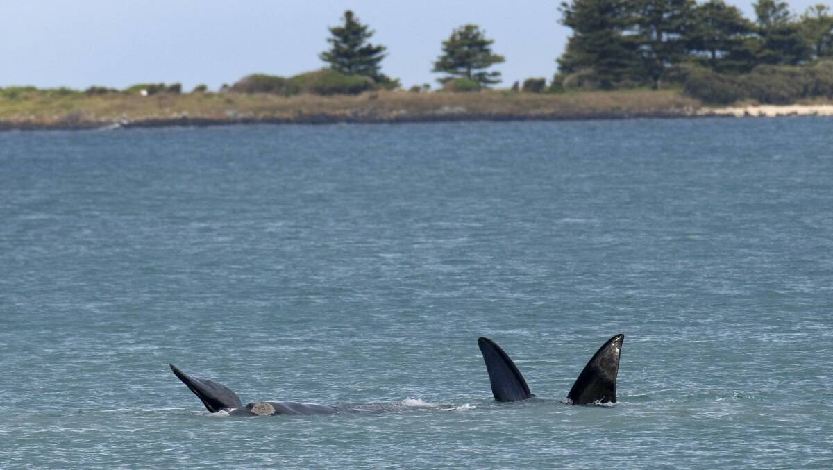The oceans off Portland, Port Fairy and Warrnambool are visited each year by whales, with Logans Beach a well-known nursery for southern right whales.