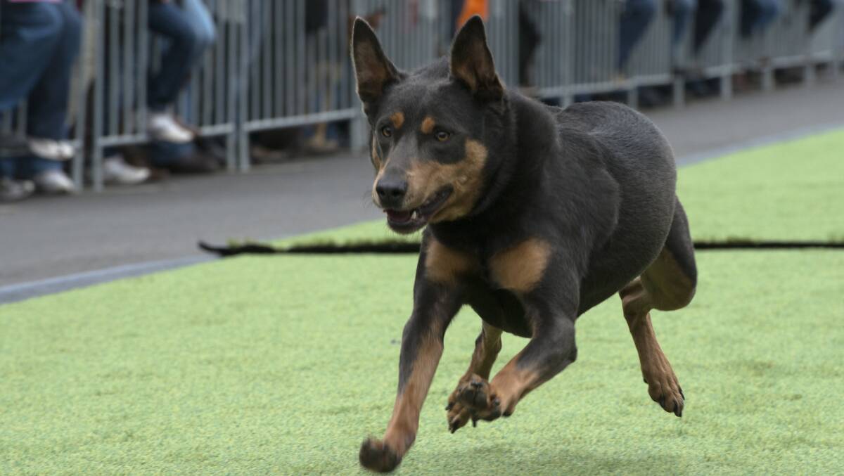 Jodi Dowling's dog River competes in the keplie dash at the Casterton Kelpie Muster. Picture: STEVE HYNES