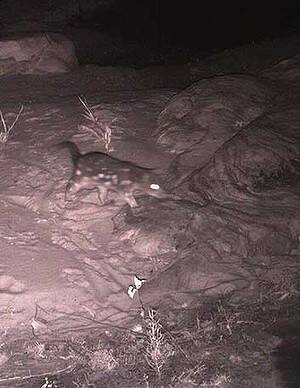 A spotted-tail quoll has been captured on camera in the Grampians National Park.