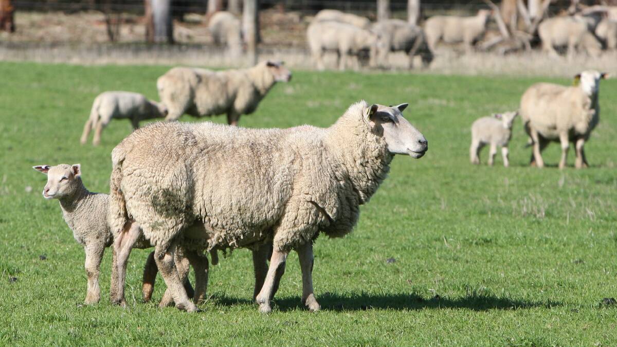 Cold stress today could particularly impact the welfare of new born lambs and recently shorn sheep. 