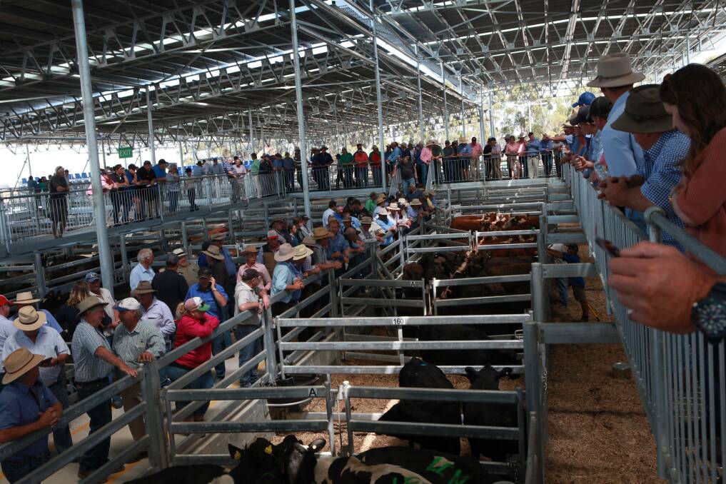 'WE"RE No.1': Mortlake saleyards ... "We are trying to take every aspect to a new level, including the technology used."