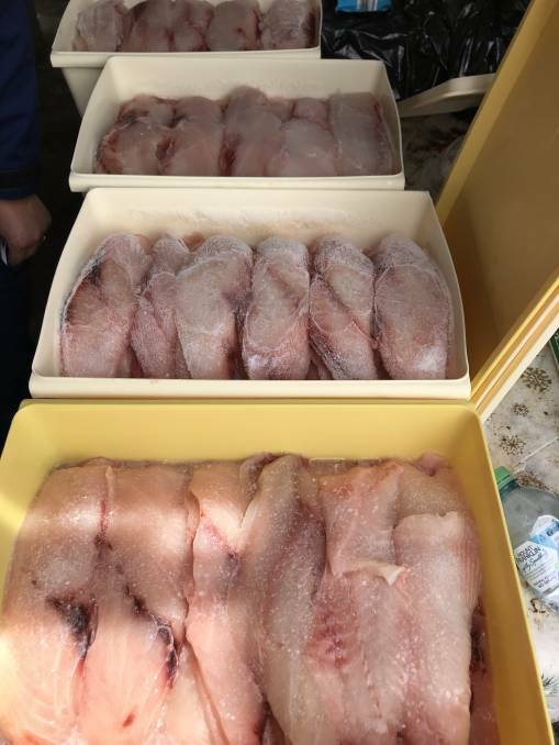Frozen fish seized from the Camperdown fish and chip shop.