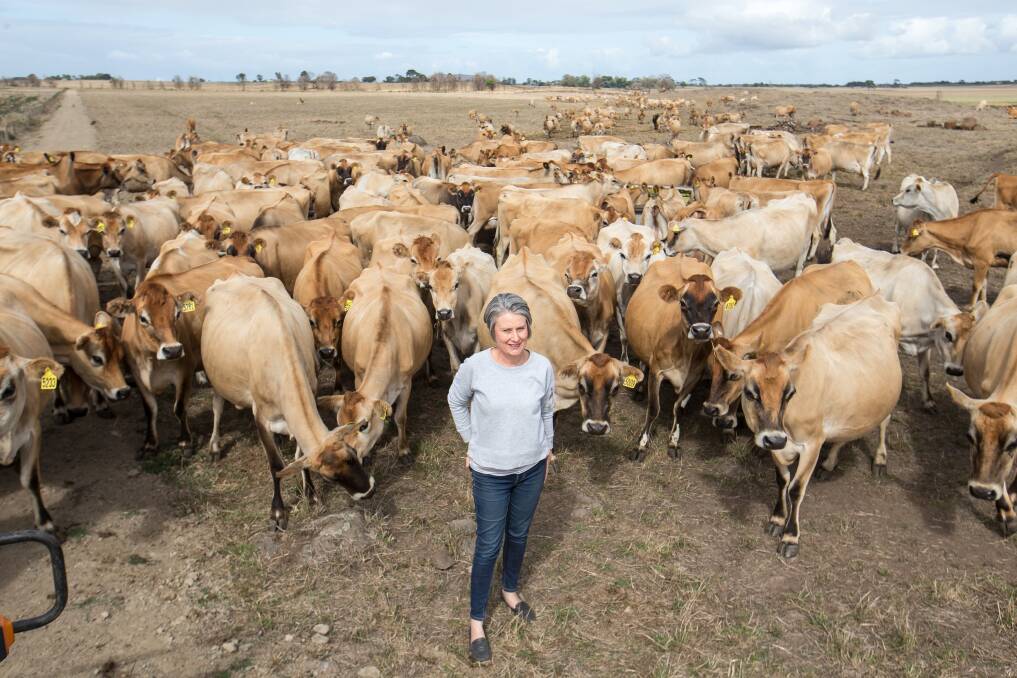 NEVER give up: Jill Porter with the Jersey stud herd at The Sisters dairy farm she runs with her husband Brad ... "We were being forced to beg for compensation, having to pay to obtain damages caused by no fault of our own." Picture: Christine Ansorge