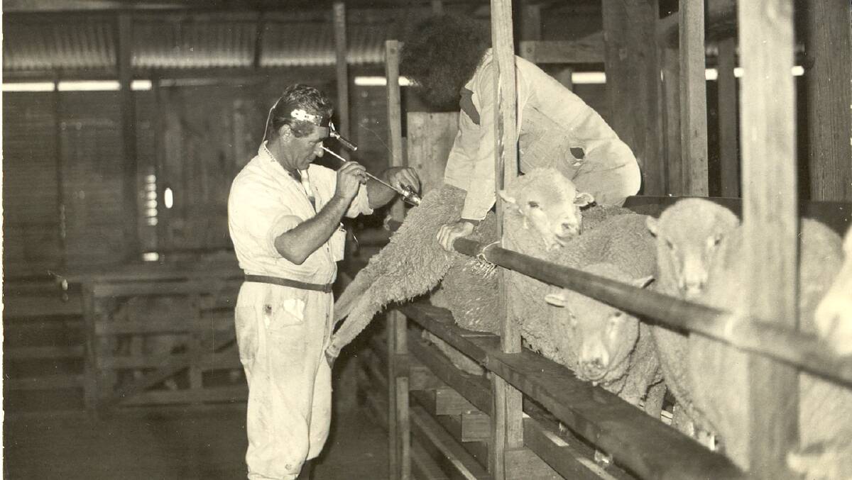 Dr Steven Salamon conducting cervical artificial insemination of a ewe. Picture: University of Sydney 