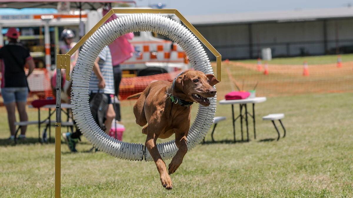 Dogged tricks: Hunter the eight year old Hungarian Viszla shows the crowd what she can do at the 2017 Koroit Show. Picture: Christine Ansorge