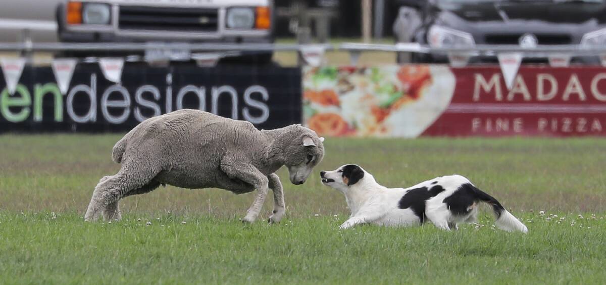A rouge sheep charges working dog Stormy, owned by Billy Davidson, during his final run at the Commonwealth Sheep Dog Trials. Picture: Rob Gunstone

