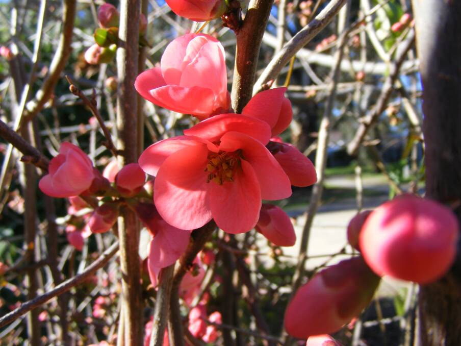 BEAUTY: The Japanese flowering quince is a deciduous or a semi-deciduous shrub.    